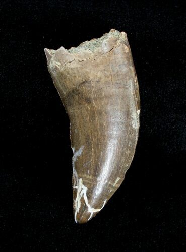 / Inch Albertosaurus Tooth - Montana #3856